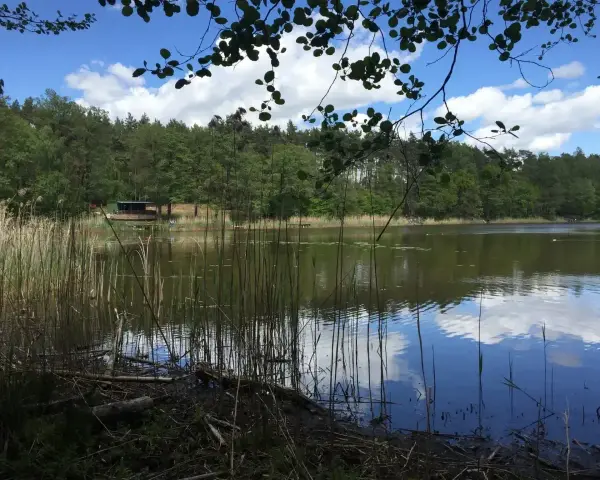 Spokojne jezioro Tuczno otoczone lasem, z trzcinami na brzegu i odbijającymi się chmurami w wodzie.