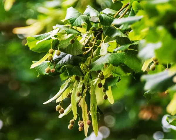 Rameau de tilleul avec ses fruits et feuilles vertes. Idéal pour une infusion tilleul enceinte, apaisante et naturelle.