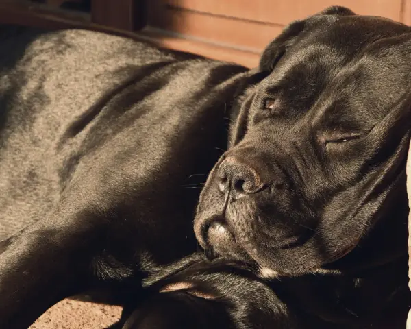 Czarny pies rasy Cane Corso, jeden z włoskich ras psów, odpoczywa w słońcu.