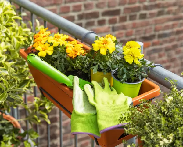 Balkonpflanzen sonne: Gelbe Blumen in einem orangen Kasten, bereit für die Pflege. Grüne Handschuhe und eine kleine Schaufel liegen daneben.