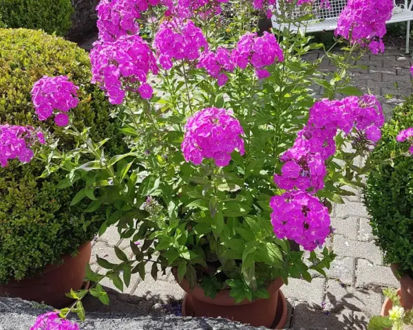 Ein üppiger **Phlox** blüht in leuchtendem Pink neben zwei perfekt geformten Buchsbäumen. Der sonnige **Standort** im Garten ist ideal für diese farbenfrohe Pracht.