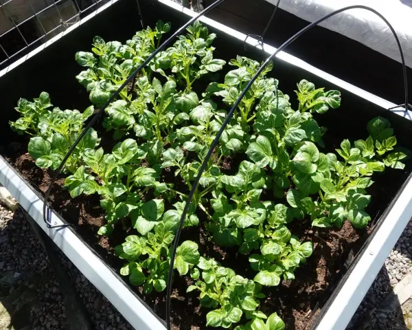 Gröna potatisplantor växer tätt i en pallkrage. Svårt att säga exakt hur många potatisar i en pallkrage, men många plantor ger hopp om god skörd.