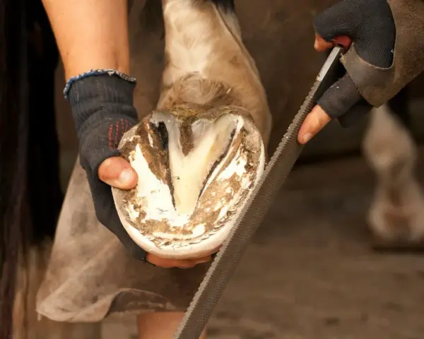 Un maréchal-ferrant lime la fourchette d'un cheval, s'assurant que le sabot est sain et sans pourriture.