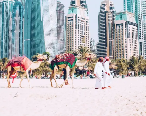 Dwa wielbłądy na plaży w Dubaju, obok palm i drapaczy chmur. Zastanawiasz się, ile się leci do Dubaju?