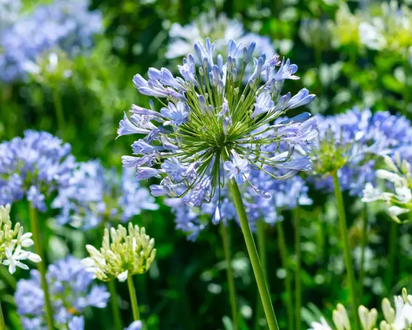 En närbild av en afrikas blå lilja med sina delikata, ljusblå blommor som sträcker sig mot himlen. I bakgrunden syns fler blommor och grönska.