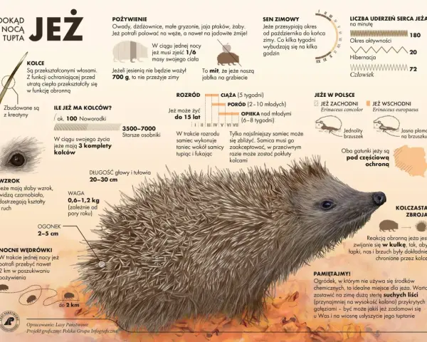 Jeże mają słaby wzrok? Poznaj ich zmysłowe supermoce!