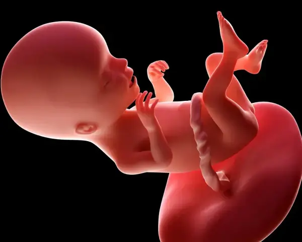 Płód w 17 tygodniu ciąży, z widocznymi rączkami, nóżkami i pępowiną. Rozwija się w łonie matki.
