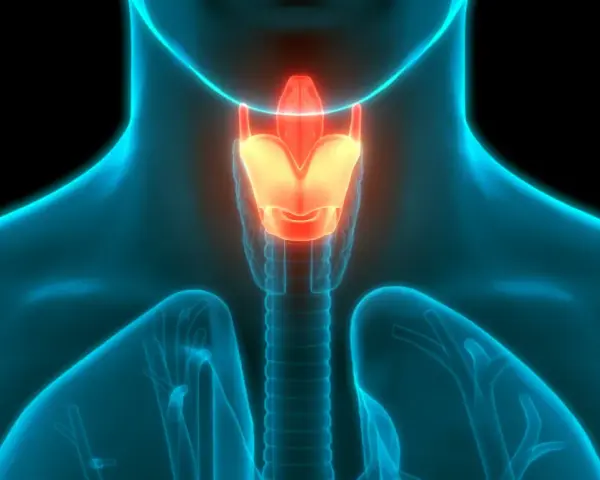 Anatomia krtani i tchawicy, podświetlone na czerwono.