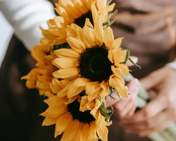Manos sostienen un ramo de girasoles, flores que simbolizan la felicidad y la vitalidad.