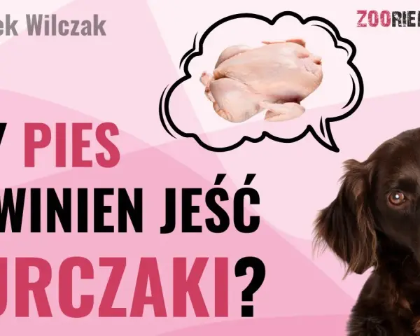 Czy pies może jeść kurczaka? Bezpieczne sposoby i zagrożenia