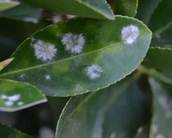 Hojas verdes con manchas blancas algodonosas, indicativo de oidio. Es hora de buscar un oidio tratamiento efectivo para salvar la planta.