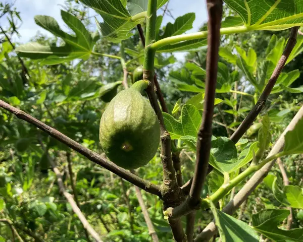 Ein grüner Feigenbaum mit einer reifenden Frucht. Der ideale **Feigenbaum Standort** ist sonnig und geschützt.