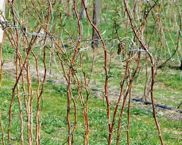 Jakie nawozy pod maliny jesienne na wiosnę poprawią plonowanie?