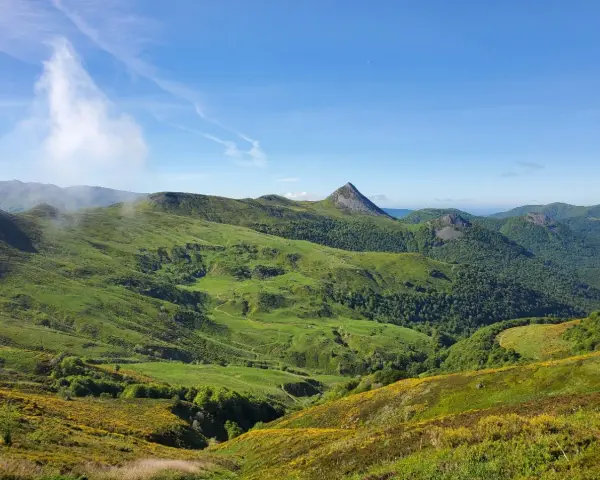 Vastes collines verdoyantes parsemées de fleurs jaunes, dominant la vallée de la Jordanne sous un ciel bleu.
