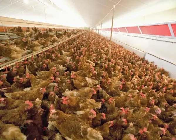 A large flock of brown chickens with red combs are crowded together in a long, brightly lit barn.