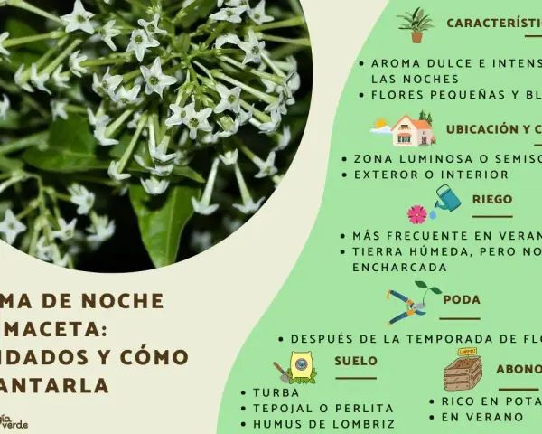 Ramo de flores blancas de la dama de noche, con detalles sobre sus cuidados, riego y ubicación.