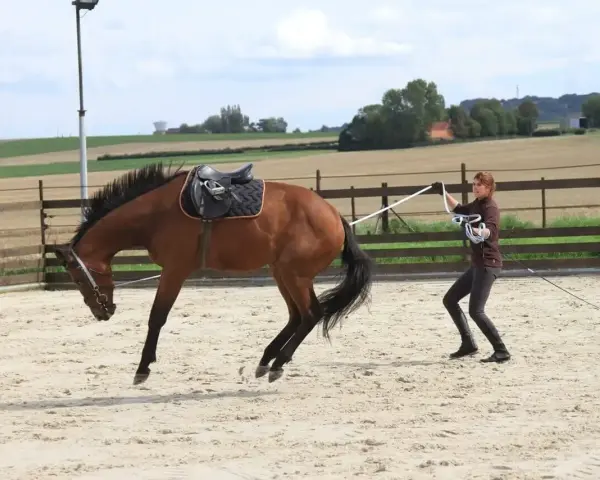 Une femme apprend à débourrer un cheval dans une carrière sablonneuse. Le cheval, sellé, semble réagir vivement.