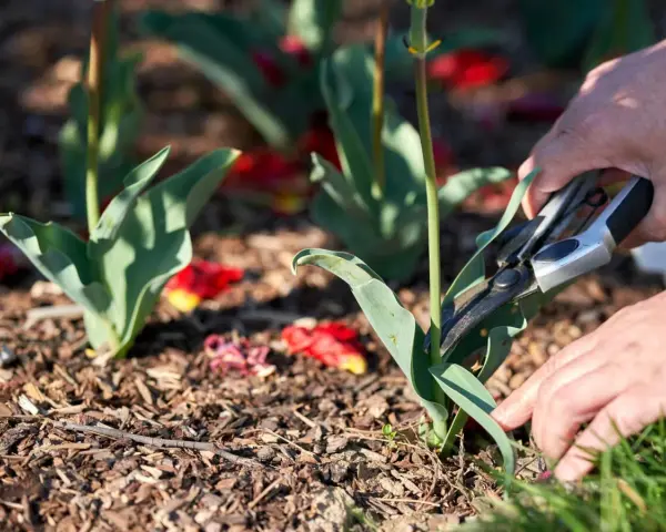 Hände schneiden mit einer Gartenschere die Blätter von Tulpen ab.