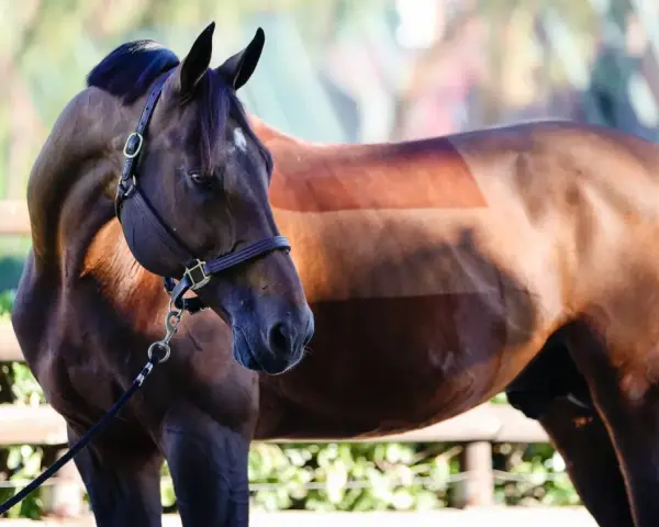 Un cheval brun avec une étrange coupe de poils, comme un motif rayé, semble attendre un united touch s.