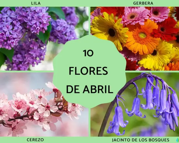 Cuatro imágenes de flores: lilas moradas, gerberas de colores, cerezo en flor y jacintos de los bosques. Un collage que celebra las flores de abril.