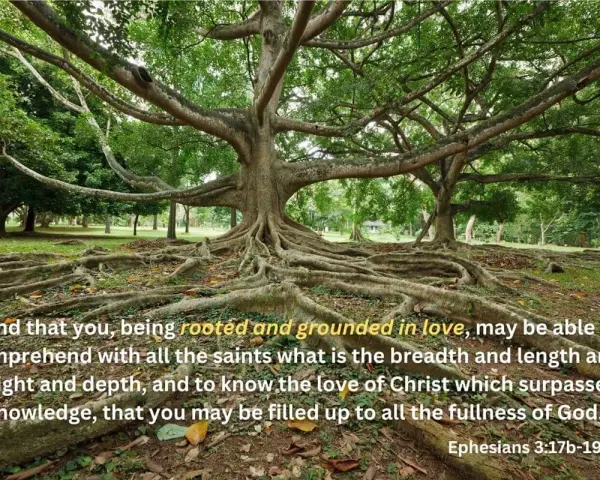 A massive tree with exposed roots, symbolizing why church on Sunday helps us be rooted and grounded in love.