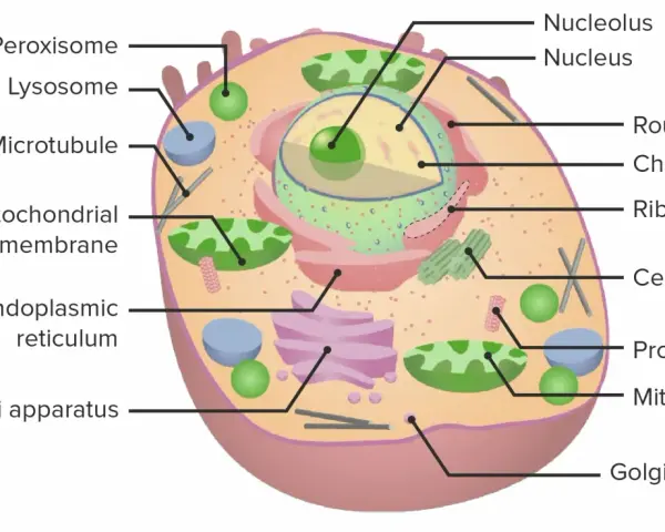 Schematische Darstellung einer eukaryoten Zelle mit Zellkern, Mitochondrien, ER und Golgi-Apparat.