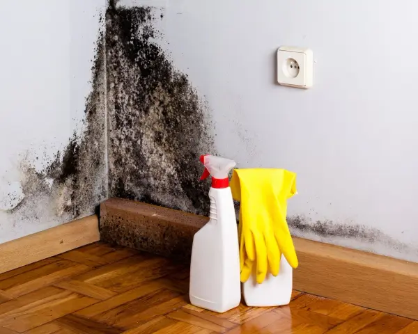 Schimmelbefall an der Wand. Gelbe Handschuhe und Sprühflasche bereit für die Reinigung. Kostenlose **Schimmel Beratung** hilft bei der Lösung.