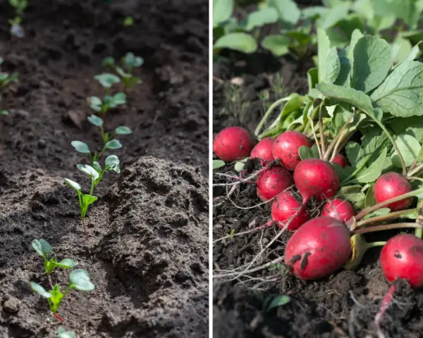 Młode kiełki rzodkiewki i dojrzałe, czerwone korzenie. Zobacz, jak szybko rośnie rzodkiewka!