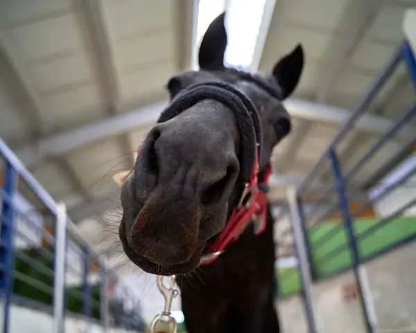 Un cheval noir curieux se penche vers l'objectif, prêt pour le marché aux chevaux.