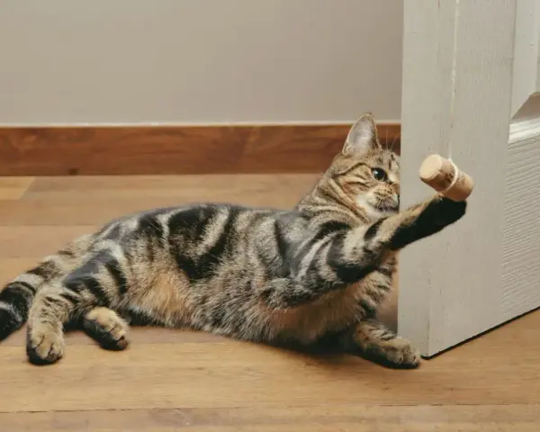 Jak zrobić zabawkę dla kota? DIY: Proste pomysły w 5 minut!