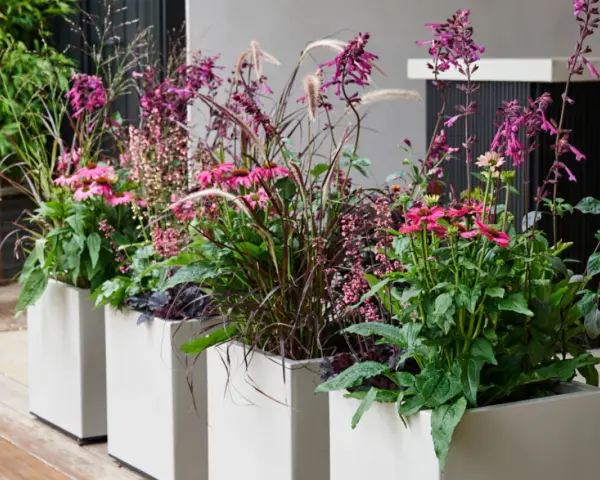 Reihe von weißen Pflanztögen, die mit pinken und lila Blüten sowie Gräsern bepflanzt sind.