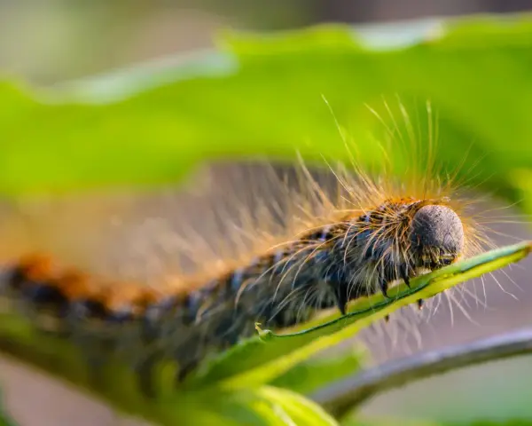 Oruga peluda, una oruga procesionaria, se arrastra sobre una hoja verde.