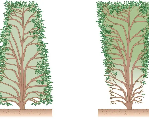 Zwei Illustrationen zeigen, wie man eine Glanzmispel schneiden kann: links eine dicht belaubte Pflanze, rechts eine, bei der unten Äste fehlen.