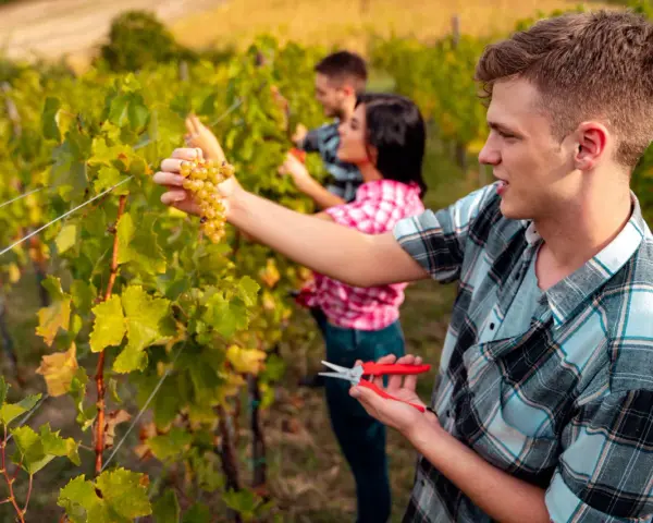 Junge Saisonarbeiter in der Landwirtschaft ernten Trauben im Weinberg.
