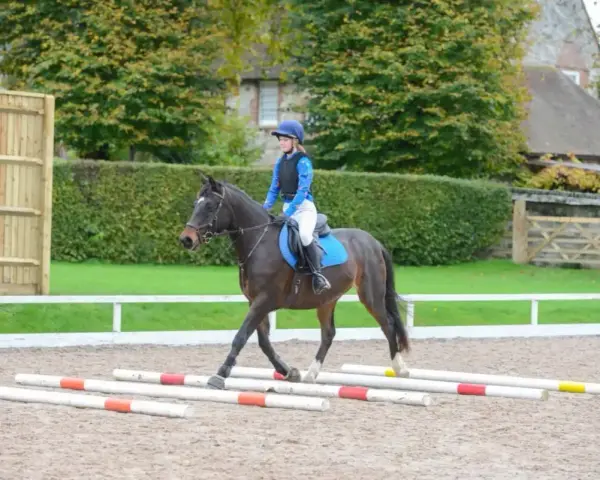 Cheval au trot passant sur des barres au sol. La cavalière ajuste sa posture pour la distance barre de réglage au trot.