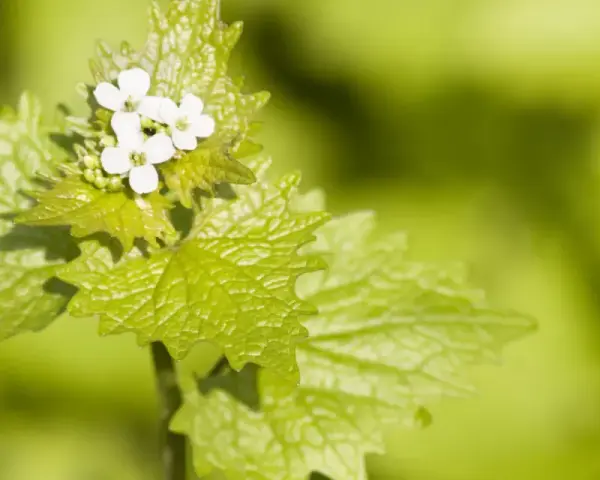 Ein zartes Knoblauchkraut mit kleinen weißen Blüten und gezackten, hellgrünen Blättern vor unscharfem, grünem Hintergrund.