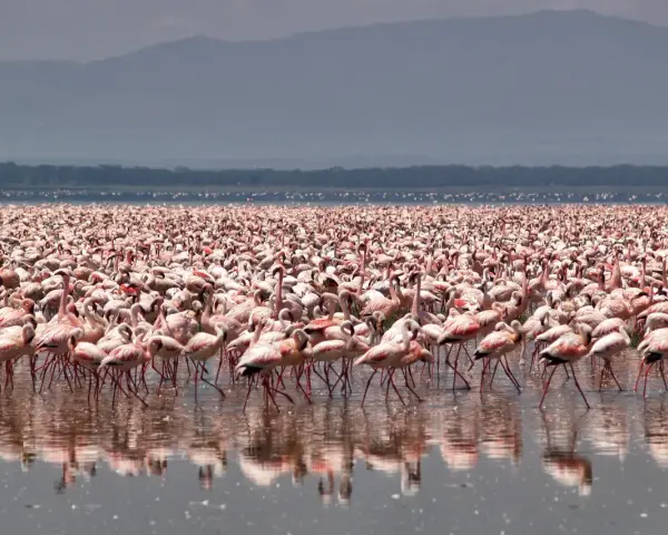 Tysiące różowych flamingów na jeziorze Nakuru, tworzących różowy dywan na wodzie.