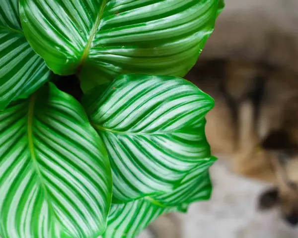 Zielone liście kwiatu Calathea z białymi pasami, w tle rozmyty pies.