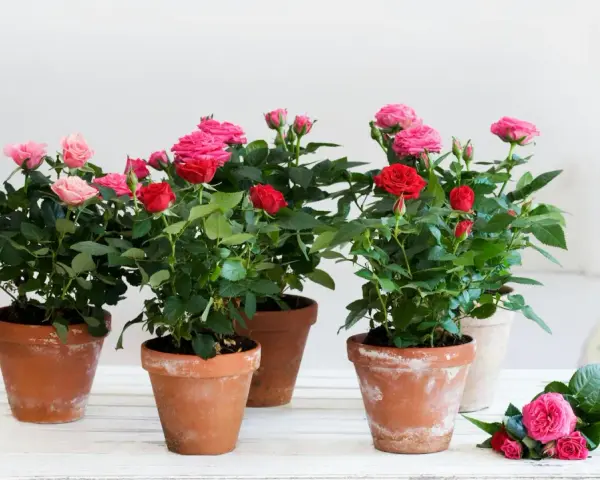 Mehrere Topfrosen in Rot und Rosa blühen üppig. Ein idealer rosen standort für diese Schönheiten.