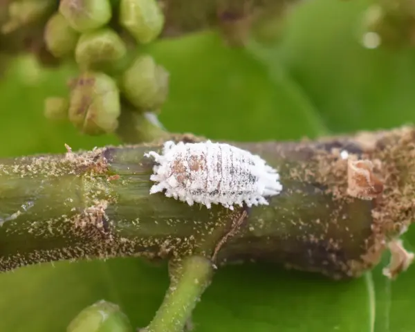 Una cochinilla algodonosa, señal de una plaga de cochinillas en casa, se aferra a un tallo verde.