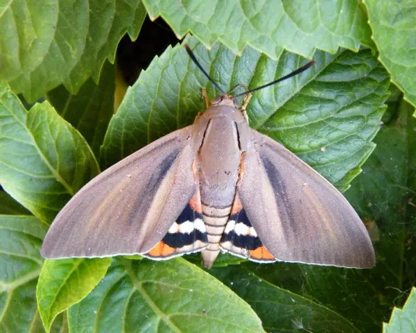 Mariposa **Paysandisia** con alas marrones y detalles naranjas, blancas y negras, posada sobre hojas verdes.