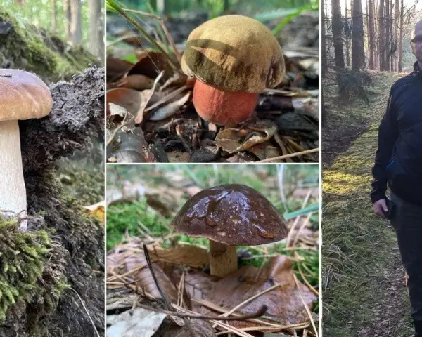 Grzyby Szczecin: Puszcza Bukowa i inne miejsca przewodnik grzybiarza
