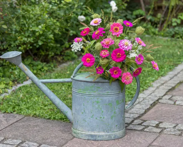 Ein Strauß bunter Zinnien in einer alten Gießkanne, die als dekorativer Blickfang dient. Der ideale Zinnien Standort ist sonnig.