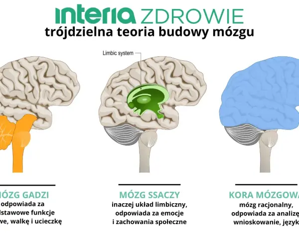Ilustracja pokazuje ewolucję mózgu: mózg gadzi (podstawowe funkcje), mózg ssaczy (emocje) i kora mózgowa (rozum).