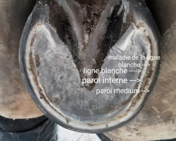 Vue rapprochée d'un pied de cheval montrant la maladie de la ligne blanche, avec des annotations sur la ligne blanche et les parois.