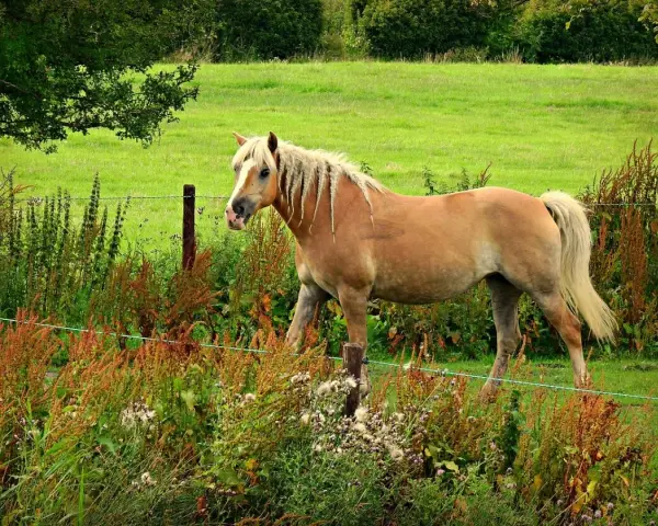 Un poney 1m40, robe alezane, crinière blonde tressée, se tient dans un pré verdoyant, entouré de végétation sauvage.