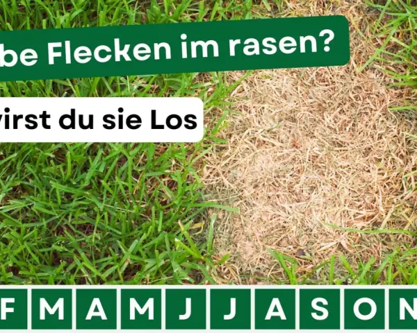 Gelbe Flecken im Rasen? Hier erfährst du, wie du sie loswirst. Der Rasen zeigt einen gesunden grünen Teil und einen trockenen, gelben Bereich.