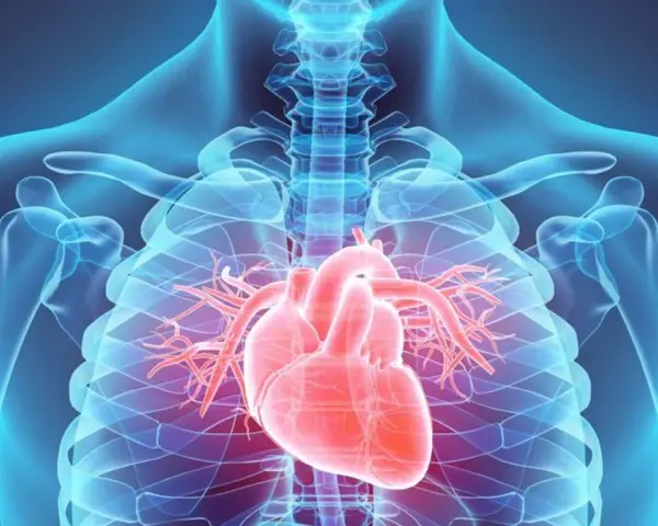Anatomia serca w schemacie. Czerwone serce na tle niebieskiego szkieletu. Warto znać zapalenie mięśnia sercowego objawy.