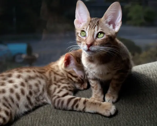 Dwa urocze kociaki rasy Ocicat z zielonymi oczami. Jeden śpi, drugi patrzy w dal. Zastanawiasz się nad ocicat cena?