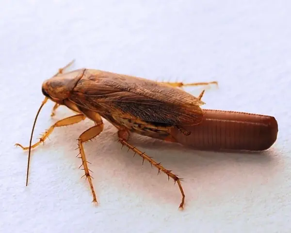 Cucaracha marrón con antenas largas y un ooteca visible en la parte trasera.